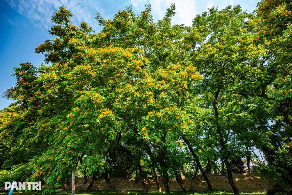 Vườn hoa sưa trăm tuổi níu chân du khách - 5 Vườn hoa sưa trăm tuổi níu chân du khách - 5