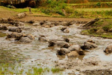 Xuất hiện bệnh tụ huyết trùng trên đàn trâu