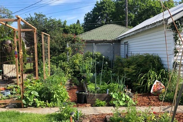 Cặp vợ chồng Mỹ làm vườn 400m2 trồng nông sản sạch, mỗi năm cải tạo một lần