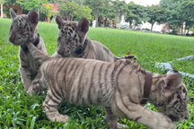 7 cá thể hổ con mới sinh tại khu du lịch sinh thái ở Đồng Nai