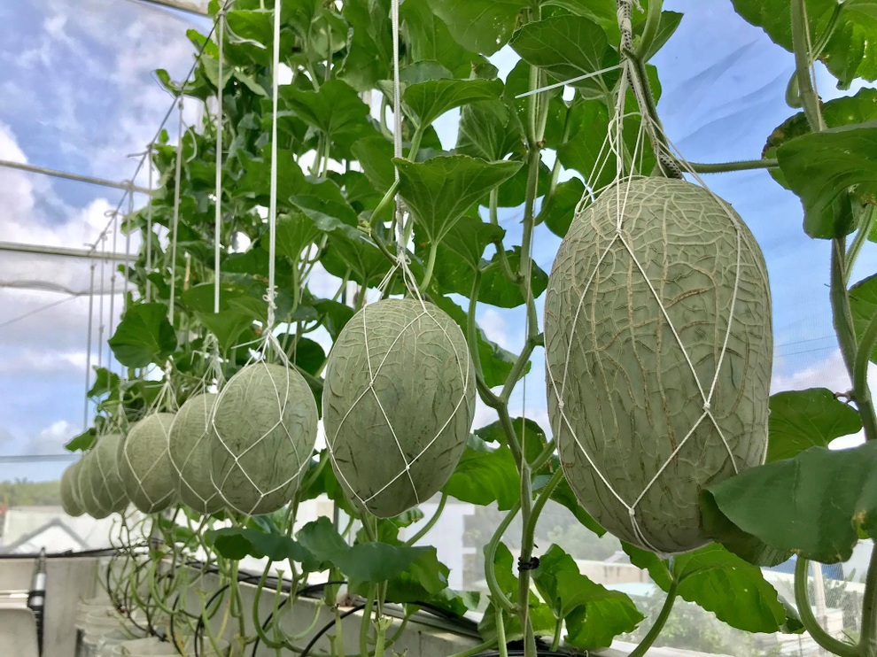 Mê mẩn vườn treo sân thượng, thu 4 tạ quả/ năm của ông bố ở Bình Dương - 3 Mê mẩn vườn treo sân thượng, thu 4 tạ quả/ năm của ông bố ở Bình Dương - 3