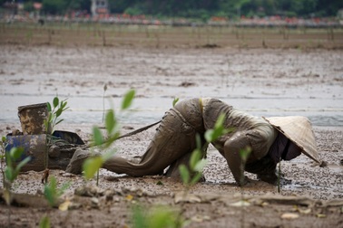 Chớm thu, nghề "săn" đặc sản ven rừng ngập mặn vào mùa