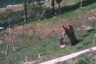 Gấu mẹ "đau đầu" vì đứa con tinh nghịch