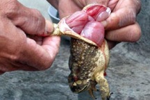 Tử vong sau khi ăn thịt cóc chữa ung thư