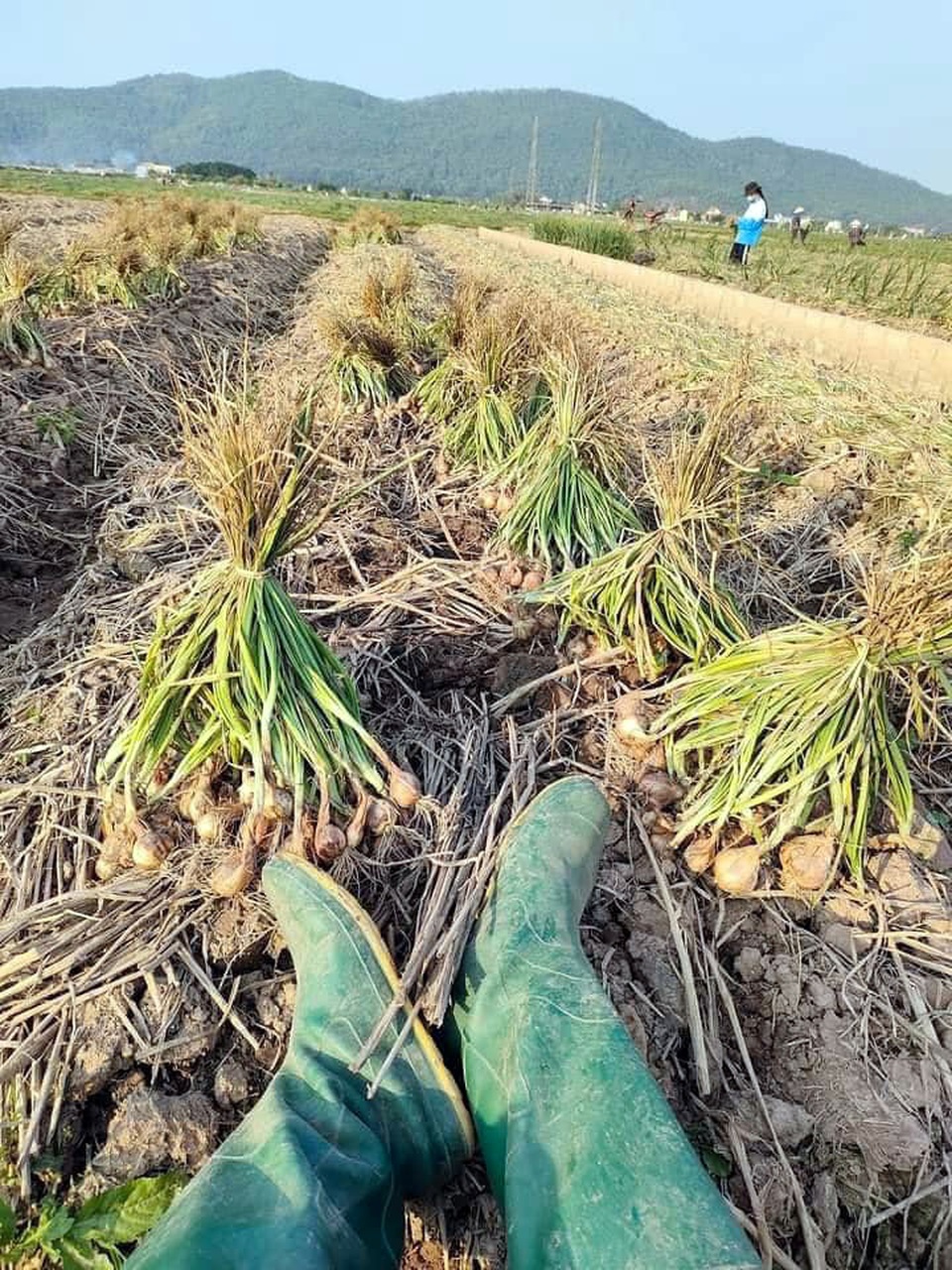 Bóc mẽ chiêu lừa hành tỏi Trung Quốc giả hàng Kinh Môn - Hải Dương - 3 Bóc mẽ chiêu lừa hành tỏi Trung Quốc giả hàng Kinh Môn - Hải Dương - 3