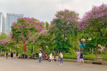 "Bỏ túi" địa điểm chụp hoa bằng lăng đẹp ở Hà Nội