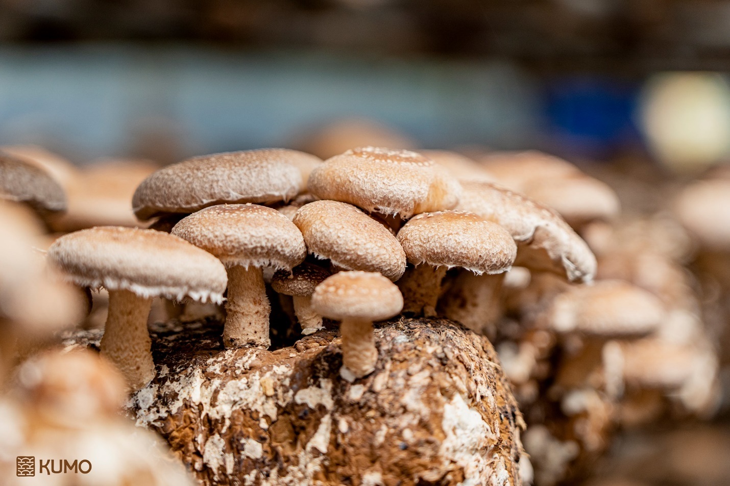 5 thực phẩm thay thế thịt, cung cấp protein lành mạnh cho cơ thể - 1