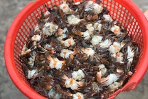 Cua đồng, cua biển "cháy hàng" trong ngày nắng như "đổ lửa"