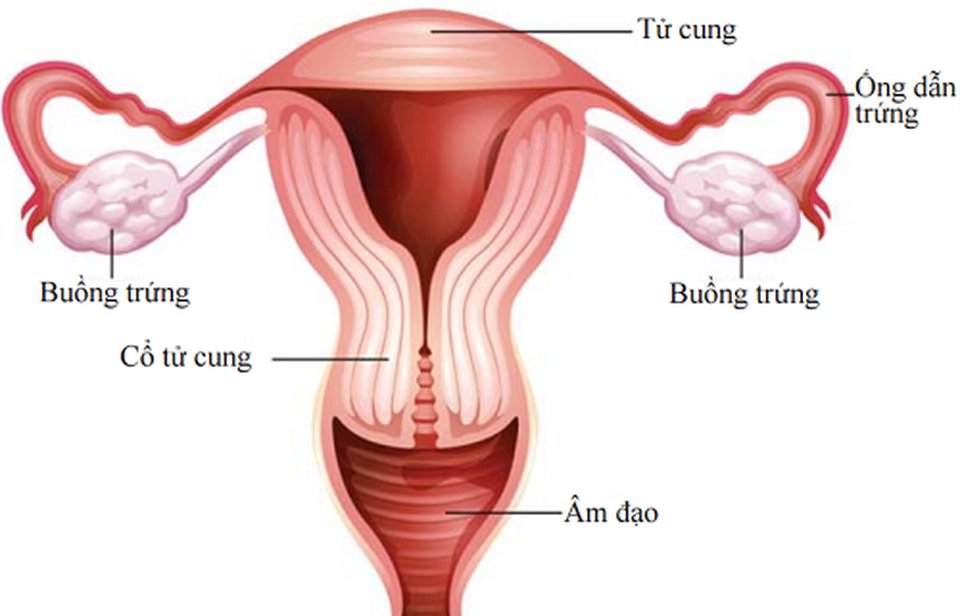 Các giai đoạn của ung thư âm hộ - 1 Các giai đoạn của ung thư âm hộ - 1
