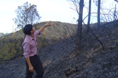 Hàng chục ha rừng thông cháy rụi chưa rõ nguyên nhân