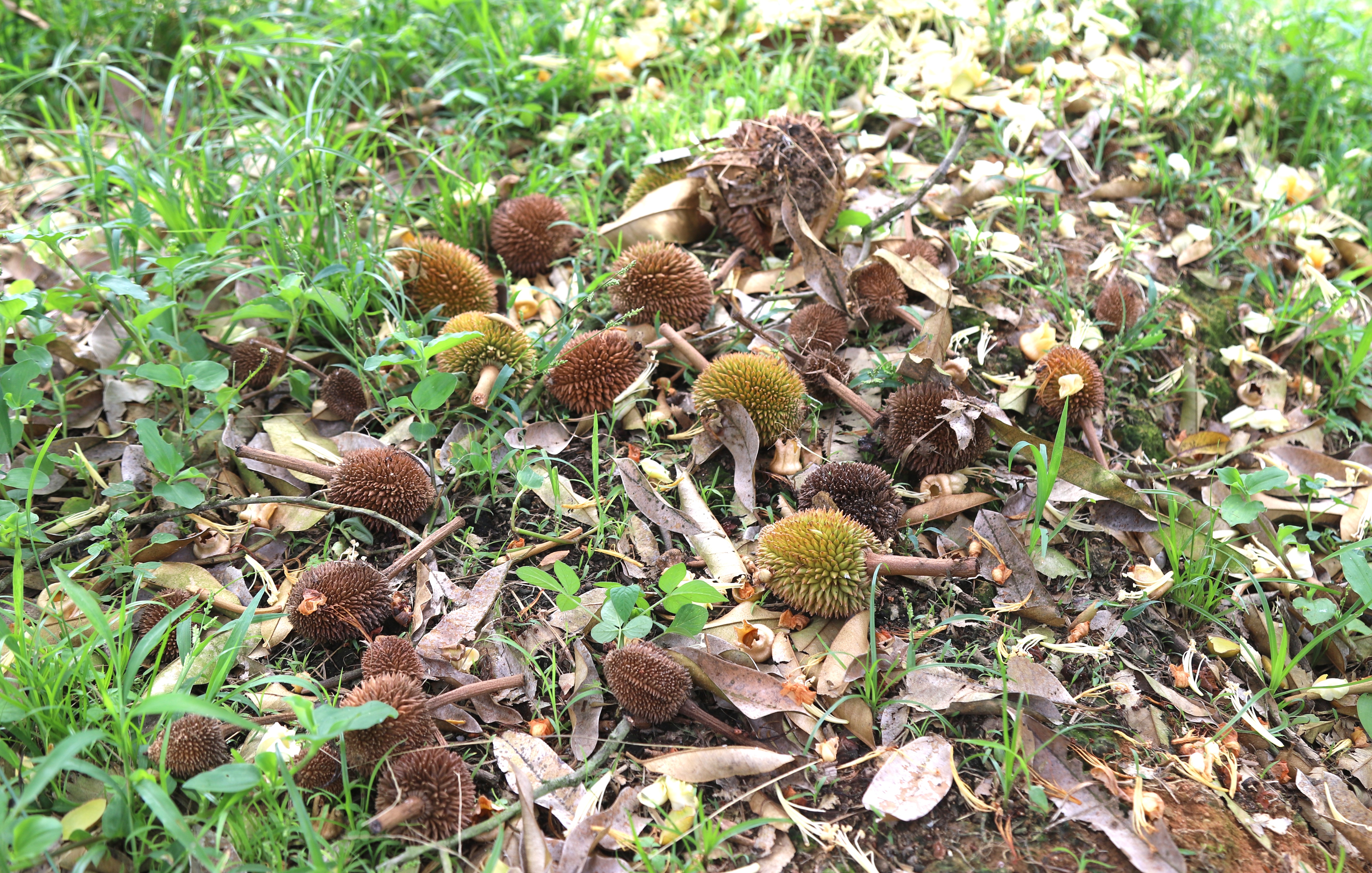 Miliardový strom po dešti masivně shazuje mladé plody, farmáři se obávají - 2 Cây tỷ đô ồ ạt rụng trái non sau mưa, nông dân lo lắng - 2