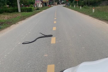 Lái xe phát hiện rắn hổ mang dài 3m bò ngang đường