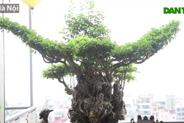 Cây sanh cổ tứ linh hội tụ” thế hiếm, đại gia ôm tiền tỷ vẫn không mua nổi