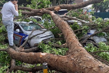 Hà Nội: Cây xà cừ cổ thụ đổ trúng 3 ô tô đang đi trên đường