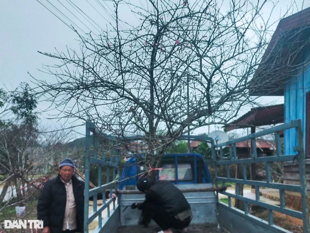Thương lái Việt vượt hơn 400km săn đào đá độc lạ ở Lào bán Tết - 2 Thương lái Việt vượt hơn 400km săn đào đá độc lạ ở Lào bán Tết - 2