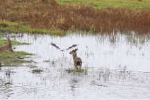 Linh dương tàn nhẫn đẩy con non vào hàm cá sấu