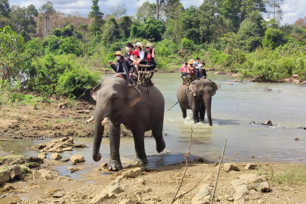 Làm gì để du khách đến Tây Nguyên không mua ngà voi, nhẫn lông voi? - 1 Làm gì để du khách đến Tây Nguyên không mua ngà voi, nhẫn lông voi? - 1