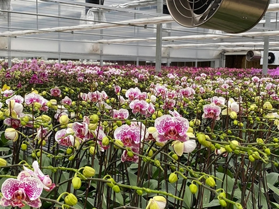 Trái đắng Phi điệp đột biến: Sắp nhiều như lan Hồ điệp - 4 Trái đắng Phi điệp đột biến: Sắp nhiều như lan Hồ điệp - 4