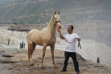 Đại gia Trung Quốc chi 300 triệu USD mua giống ngựa “mồ hôi đỏ như máu”