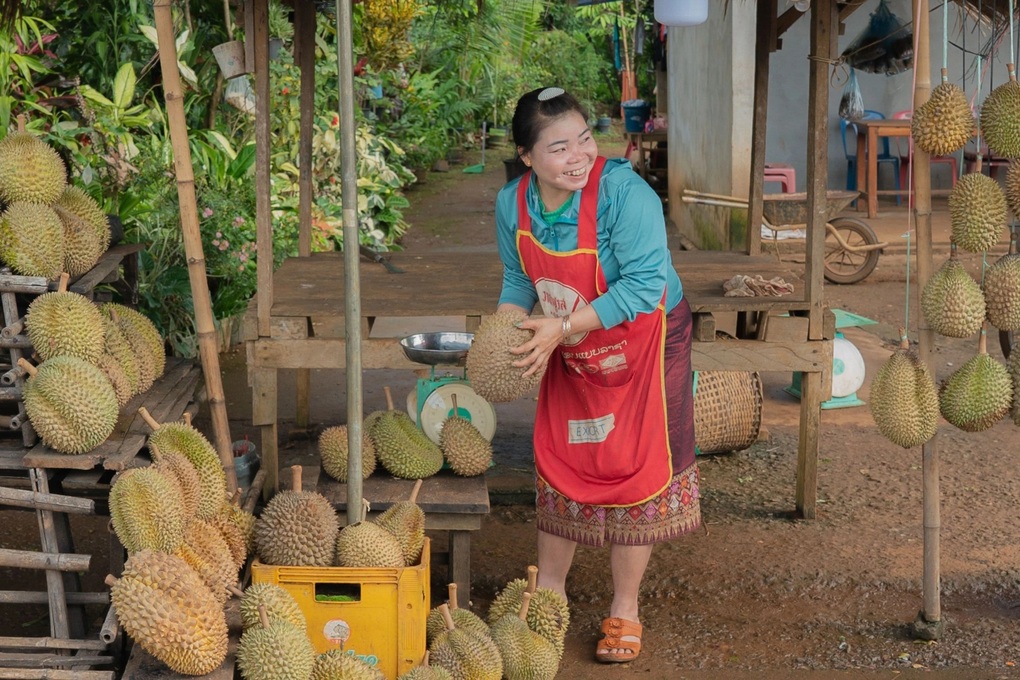 Durianul din Laos are un mare avantaj în China datorită căilor ferate transfrontaliere - 1 Sầu riêng Lào có lợi thế lớn tại Trung Quốc nhờ đường sắt xuyên quốc gia - 1