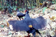 Phát hiện gà lôi và gấu ngựa quý hiếm trong Vườn quốc gia Chư Mo Ray