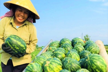 Trồng dưa ven sông, nông dân thu lãi cả chỉ vàng mỗi sào