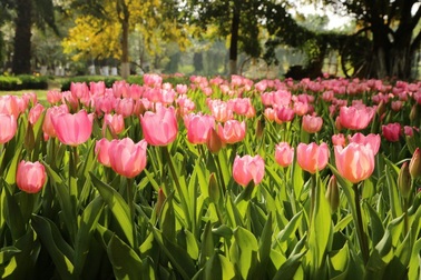 Chiêm ngưỡng vườn hoa xuân Keukenhof – Hà Lan tại Ecopark
