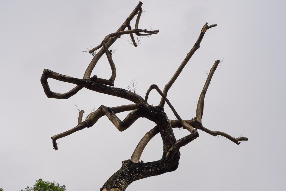 7 cây sưa đỏ quý hiếm trên đường Nguyễn Văn Huyên ở Hà Nội đã chết - 8 7 cây sưa đỏ quý hiếm trên đường Nguyễn Văn Huyên ở Hà Nội đã chết - 8