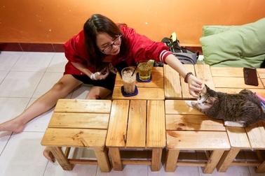 Khách thích thú chơi đùa trong quán cà phê nuôi đầy mèo hoang ở Sài Gòn