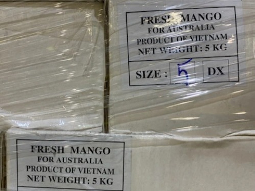 Xoài xanh Việt Nam bay sang Úc giá gần 300.000 đồng/kg - 2 Xoài xanh Việt Nam bay sang Úc giá gần 300.000 đồng/kg - 2