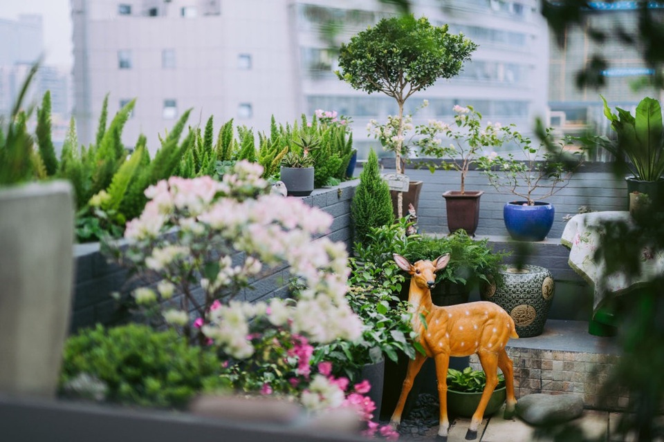 Người phụ nữ biến sân thượng bỏ không thành khu vườn vạn người mê - 5 Người phụ nữ biến sân thượng bỏ không thành khu vườn vạn người mê - 5