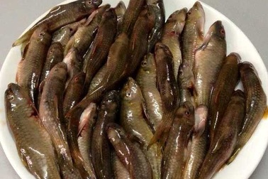 Nồi tép đồng miền Tây bay cả ngàn km ra Hà Nội