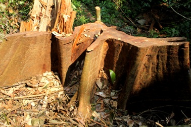 Quảng Nam yêu cầu điều tra, xử lý vụ phá rừng