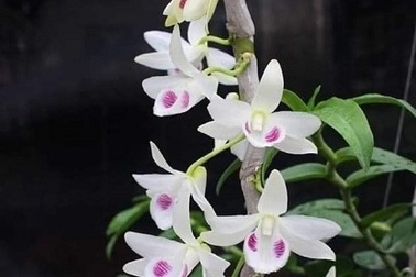 Chuyên gia sinh vật cảnh "vén màn" những giao dịch lan tiền tỷ: Sự thật bất ngờ