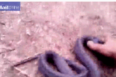 Hài hước khoảnh khắc rắn... giả chết khi gặp nguy hiểm