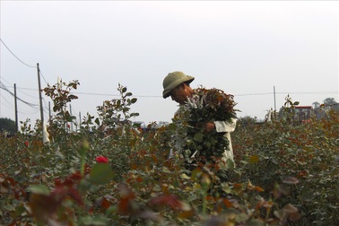 Làng hoa Tây Tựu trầm lắng dù cận ngày Quốc tế Phụ nữ 8.3