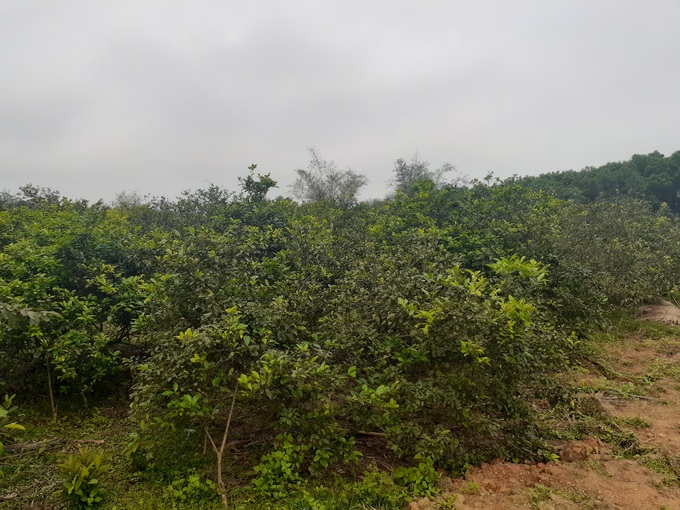 Chuyện kể về cựu binh làm giàu trên núi Mục Kinh, huyện miền núi Vũ Quang (Hà Tĩnh) - Ảnh 2. Chuyện kể về cựu binh làm giàu trên núi Mục Kinh, huyện miền núi Vũ Quang (Hà Tĩnh) - Ảnh 2.