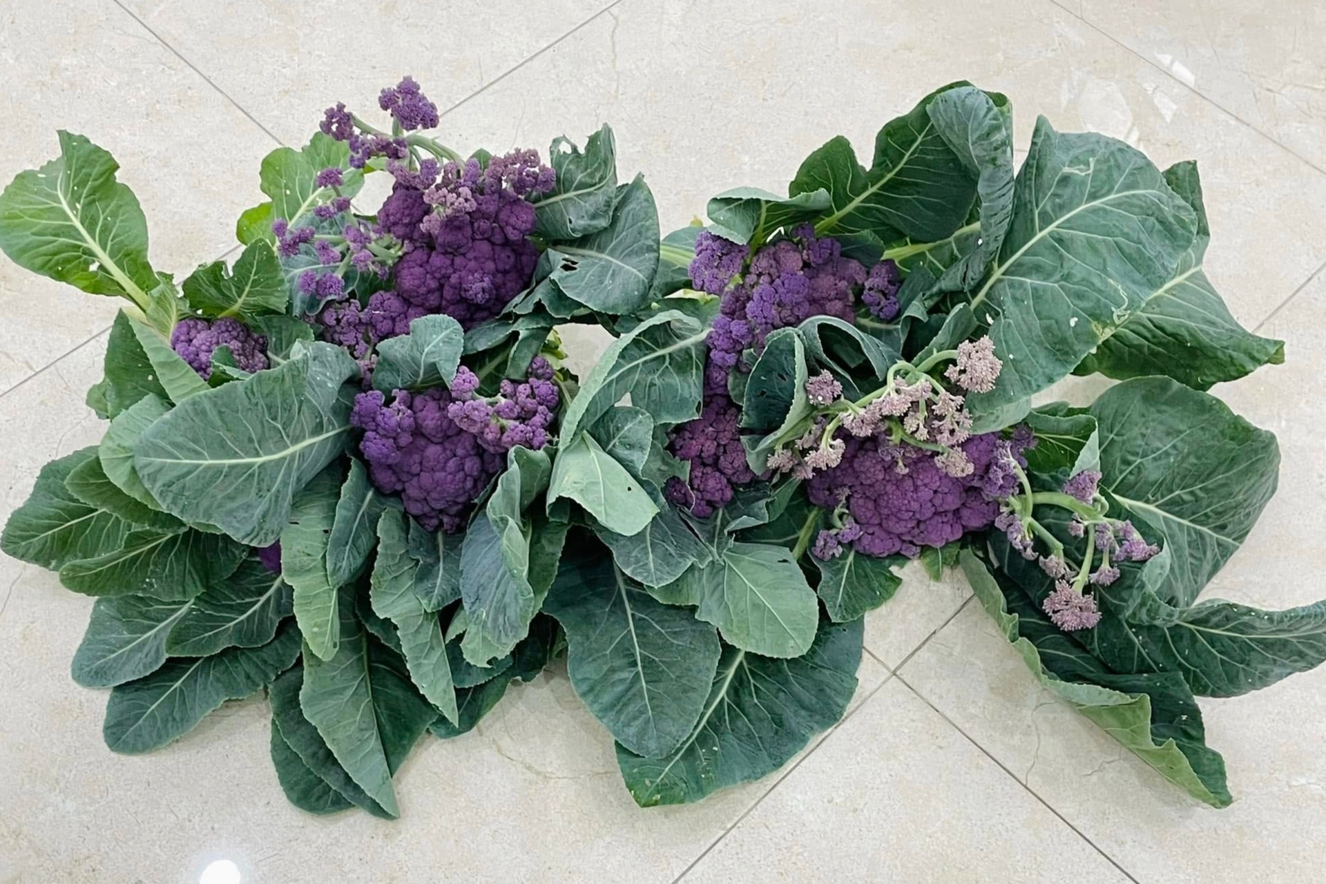 Nữ bác sĩ ở Hà Nội biến sân thượng tầng 6 thành khu vườn ngập rau trái - 13 Nữ bác sĩ ở Hà Nội biến sân thượng tầng 6 thành khu vườn ngập rau trái - 13