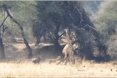 Xem sư tử tổ chức quật ngã hươu cao cổ