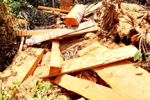 Vụ phá rừng phòng hộ Đắk Mi: Đốn rừng về làm nhà