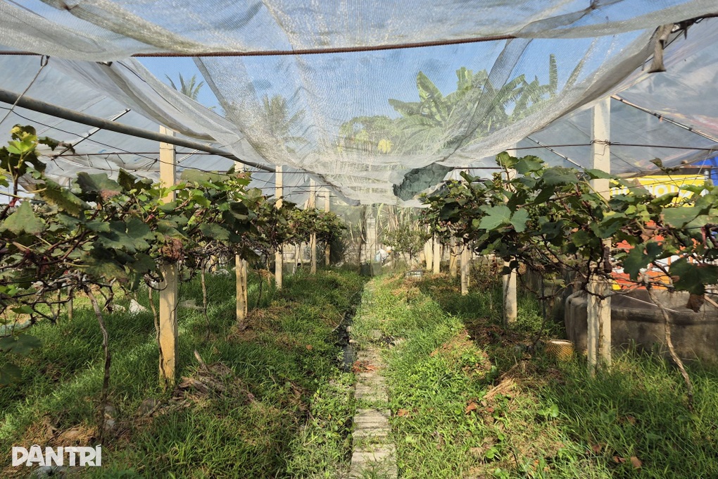 Người đàn ông ung thư “ém tiền của vợ, chinh phục loài cây khó tính - 2 Người đàn ông ung thư “ém tiền của vợ, chinh phục loài cây khó tính - 2