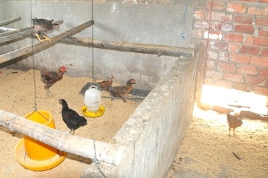 Chủ tịch tỉnh yêu cầu cách chức Chủ tịch xã vụ “gà đi lạc”