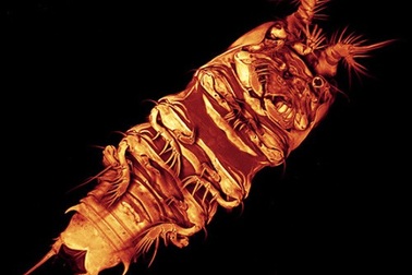 8 “quái vật” biển sâu vừa mới được phát hiện trên Trái đất