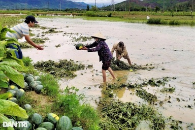 Mưa lũ bất thường nhấn chìm nhiều ruộng dưa hấu, nông dân trắng tay