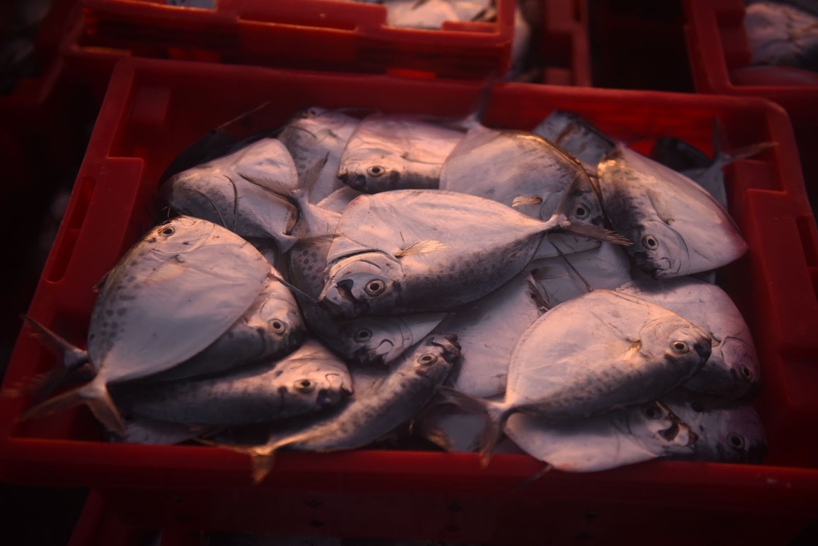 9X Hà Nội vượt ngàn cây số vào Bình Thuận khám phá làng chài đẹp như phim - 8 9X Hà Nội vượt ngàn cây số vào Bình Thuận khám phá làng chài đẹp như phim - 8