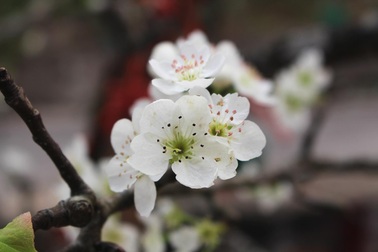 Đào phai, mai tàn, dân Hà Nội đổ xô đi mua hoa lê rừng