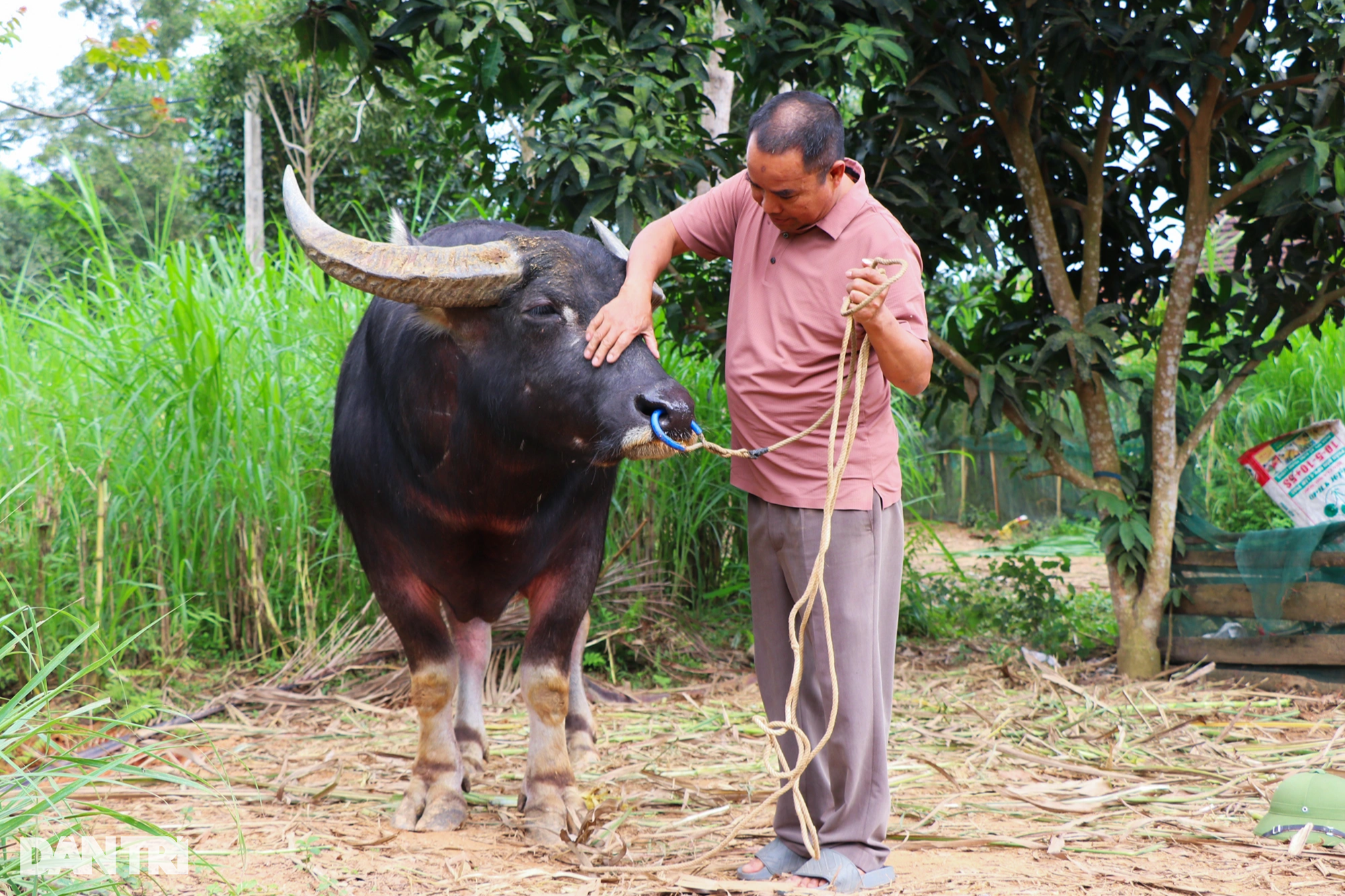 Lái buôn tiết lộ bí quyết luyện trâu chọi, bán qua tay lãi chục triệu đồng - 1