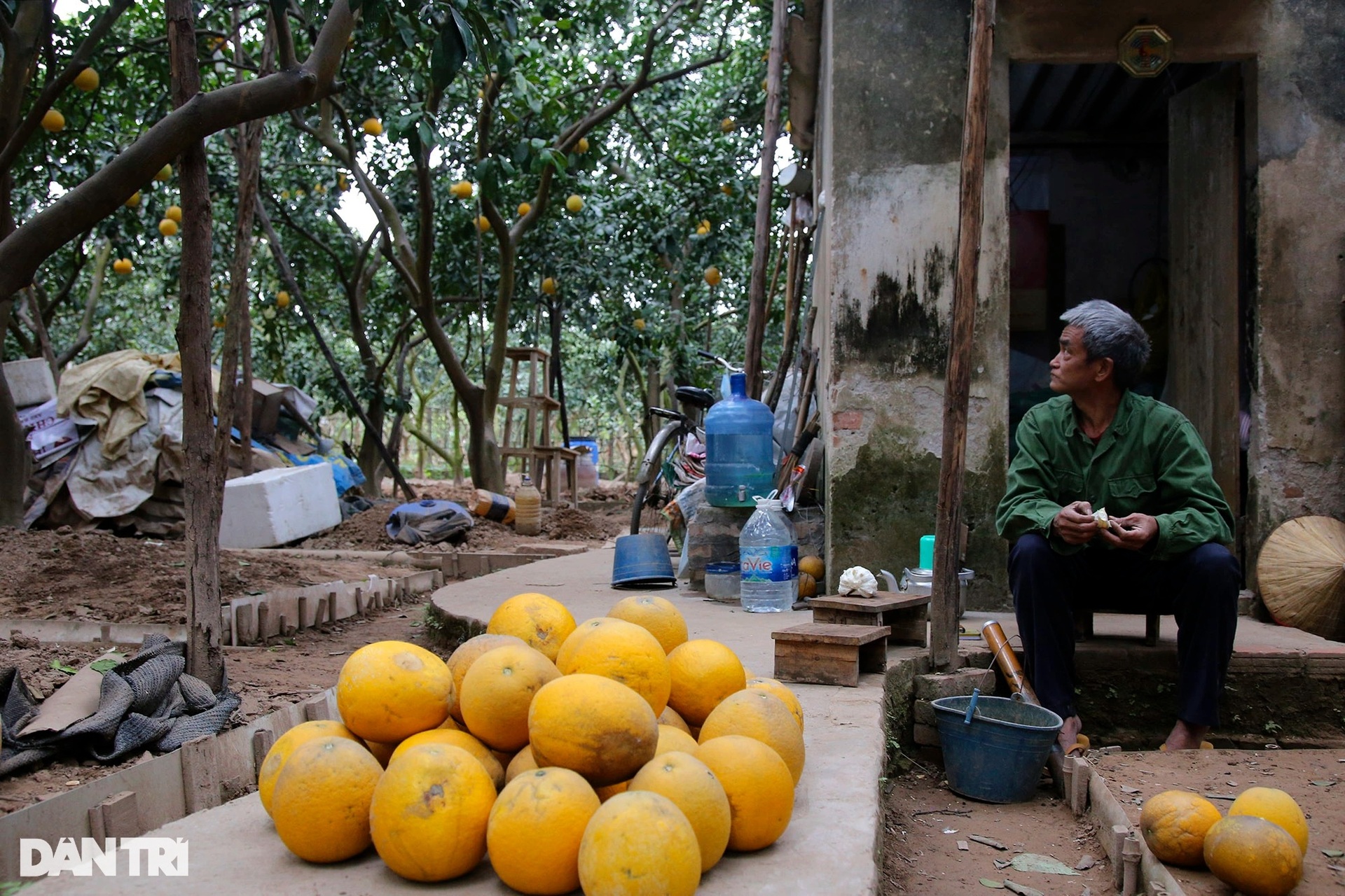 Bưởi Phú Diễn ở Hà Nội vàng rực vụ mùa Tết - 12