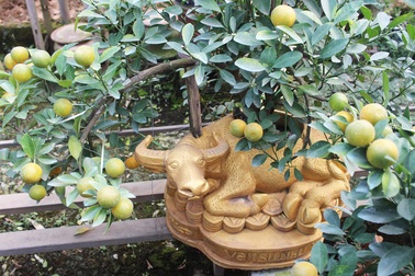 Trâu vàng "cõng" quất bonsai hút khách sành chơi, giá chục triệu đồng