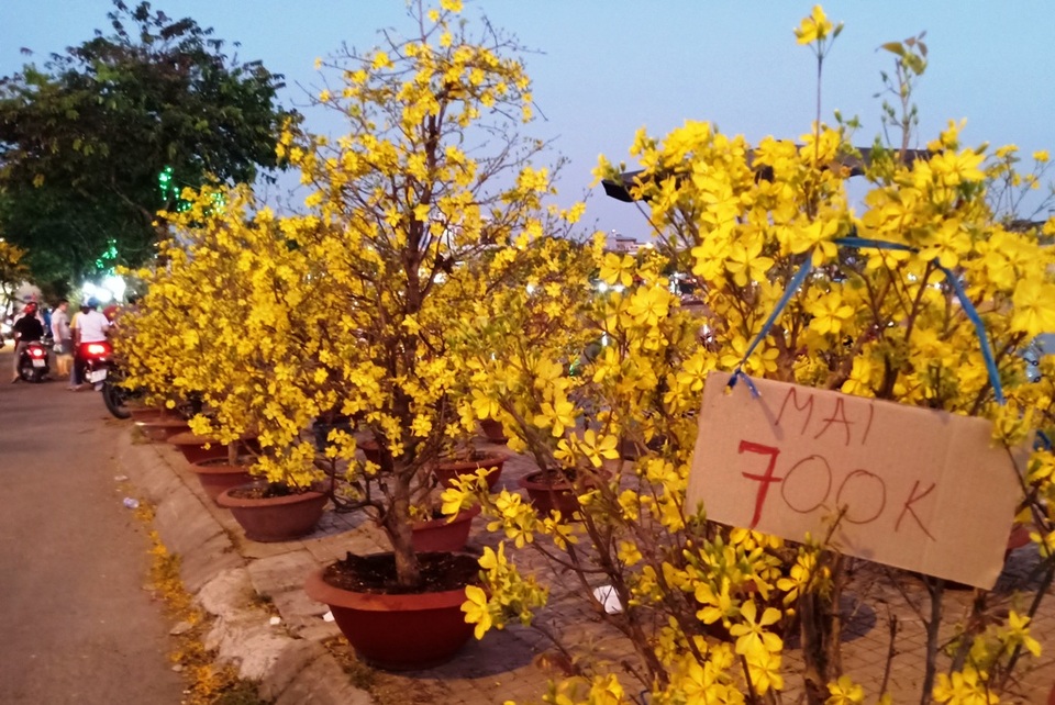 Người dân Cần Thơ hối hả đưa nàng xuân về nhà đón Tết - 19 Người dân Cần Thơ hối hả đưa nàng xuân về nhà đón Tết - 19